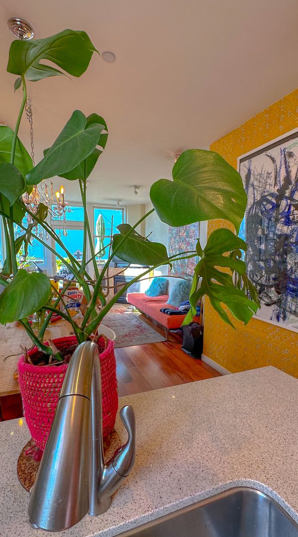 Hidden Gem in San Francisco's Sunny Mission District