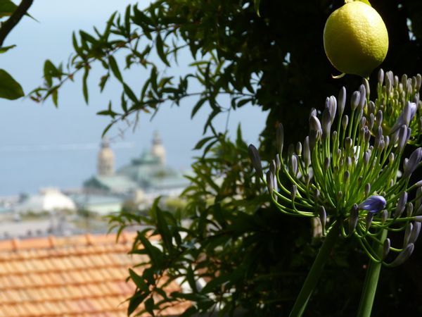 Un jardin au dessus de Monaco!
