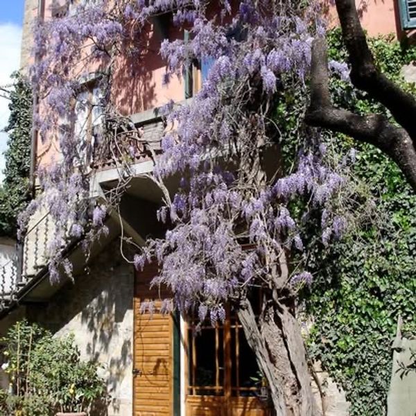 Casa di Costanza