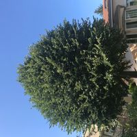 Casa di Alice