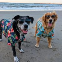 La casa de Drago y Brownie