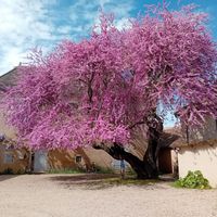 Rémi s Haus